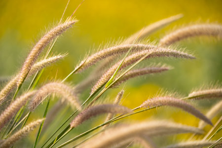 Close-up of tall feathery grass heads swaying in sunshine with a soft golden yellow background in a natural outdoor settingの写真素材