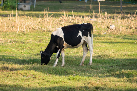 Black and white dairy cow grazing on a grassy pasture in a rural outdoor farm setting under natural daylightの写真素材