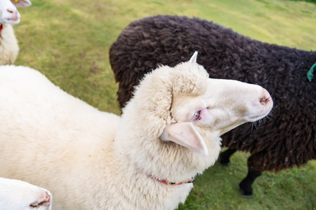 Close-up of a white sheep with a black sheep in the background standing on a grassy field in a farm...