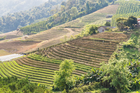 Sunlit terraced farmland on mountain slopes with rows of cultivated crops and patches of forest in a...