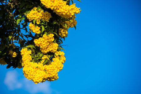 Bright yellow blossoms of Tecoma stans against a clear deep blue sky in full sunlightの写真素材