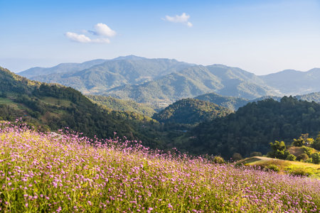 Scenic view of lush green mountain landscape with pink wildflowers blooming in the foreground under a clear blue skyの写真素材