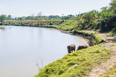 Two Asian elephants walking up from a riverbank after bathing in the water in a natural grassy environmentの写真素材