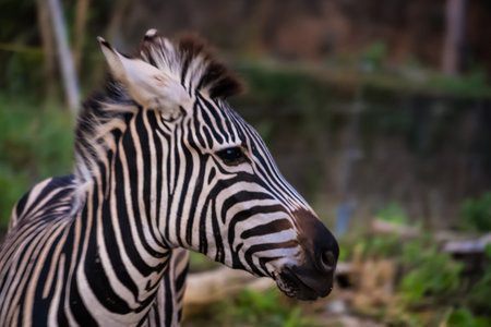 Zebra Portrait: A captivating portrait of a zebra showcases its iconic black and white striped pattern, its gaze reflecting a sense of intrigue.の写真素材