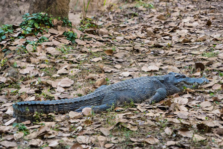 Lurking Predator: A formidable crocodile, its textured hide blending with the forest floor, embodies...