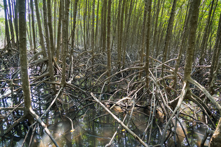 Rooted Tranquility: A serene scene of mangrove trees with intricate root systems thrives in a...