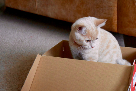 Cat in a box.の写真素材