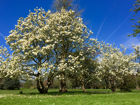 Tree in full bloom - Bute Park, Cardiffの写真素材