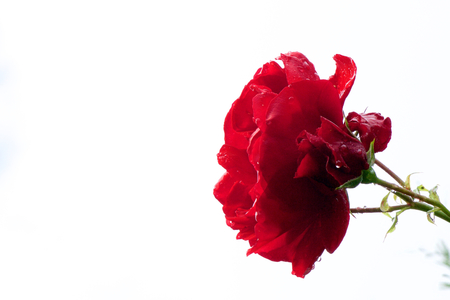 Rose after rainの写真素材
