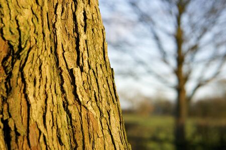 Tree catching sunlight, Winter 2016 UK