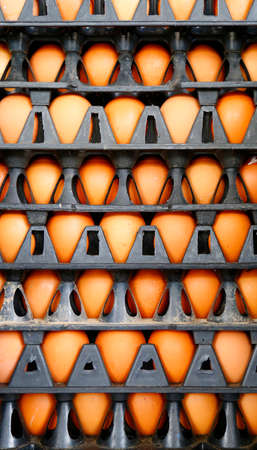 chicken egg in plastic panel  eggs,Thailand