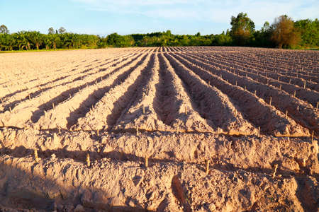 start cultivation Cassava plant field at Thailandの写真素材