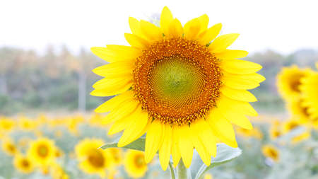 Close-up Of Blooming Sunflower,at Chon Buri Province,Thailandの写真素材