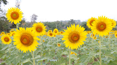 field of blooming sunflowers ,at Chon Buri Province,Thailandの写真素材