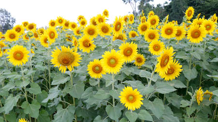 field of blooming sunflowers ,at Chon Buri Province,Thailandの写真素材