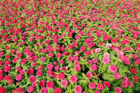 chrysanthemum flowers in the garden for  Landscape Used or background Used , at King Rama IX Park, Bangkok,Thailandの写真素材