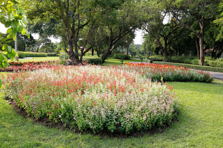 flowers and plants  in the garden for  Landscape Used or background Used , at King Rama IX Park, Bangkok,Thailandの写真素材