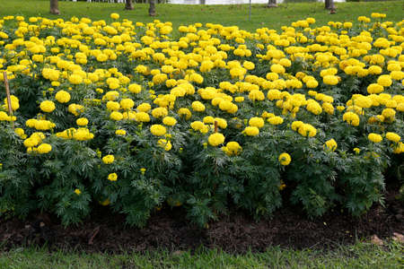 Tagetes erecta  flowers in the garden for  Landscape Used or background Used , at King Rama IX Park, Bangkok,Thailandの写真素材