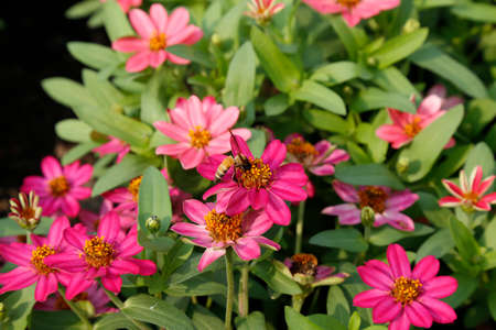 bee with chrysanthemum flowers in the garden for  Landscape Used or background Used , at King Rama IX Park, Bangkok,Thailandの写真素材