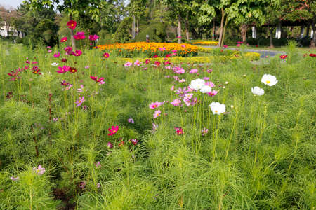Cosmos flowers in the garden for  Landscape Used or background Used , at King Rama IX Park, Bangkok,Thailandの写真素材