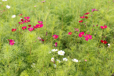 Cosmos flowers in the garden for  Landscape Used or background Used , at King Rama IX Park, Bangkok,Thailandの写真素材
