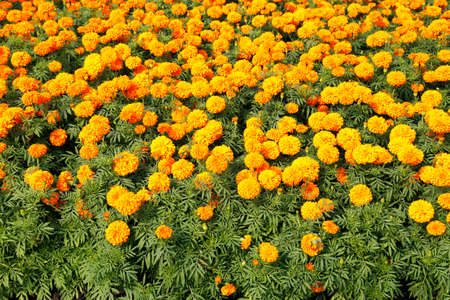 Tagetes erecta  flowers in the garden for  Landscape Used or background Used , at King Rama IX Park, Bangkok,Thailandの写真素材