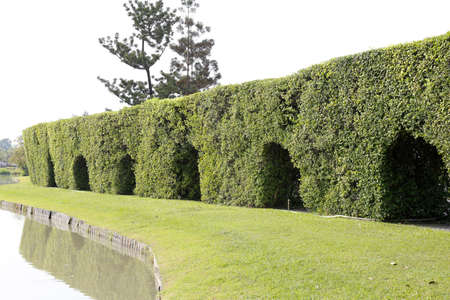 Green wall  in the garden for  Landscape Used or background Used , at King Rama IX Park, Bangkok,Thailandの写真素材