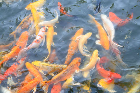 Fancy Carp swimming in pond. Thailandの写真素材