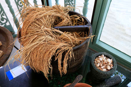 Ear of paddy in antique Thai rice measure bucket, Thailandの写真素材