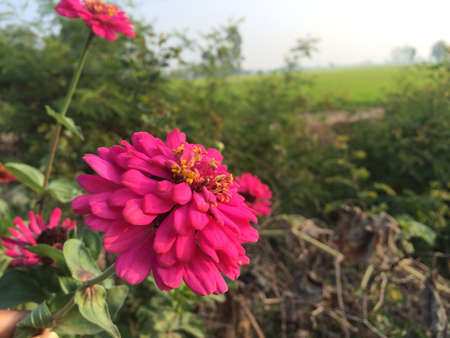 Flowers at inburi singburi province