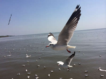 Seagull at bang-pu samutprakan province