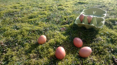 brown eggs on a meadow overgrown with moss with cardboard box with eggsの写真素材