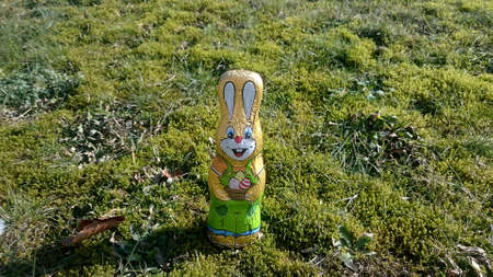 Chocolate hare on a meadowの写真素材