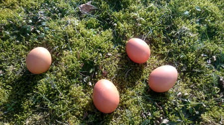 brown eggs in a meadowの写真素材