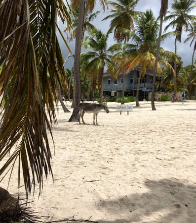 Donkey on Isla Saona in the Dominican Republicの写真素材