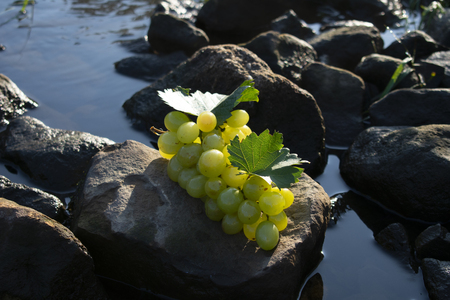 Grapes in morning sun on a stone in waterの写真素材