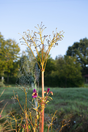 Indian balm (Imptiens glandulfera) with spider web and morning dew in sunlight.の写真素材