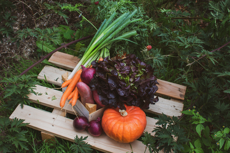 Autumn vegetables: pumpkin (Hokkaido pumpkin), lettuce, carrots, potatoes, red onions, spring onions.の写真素材