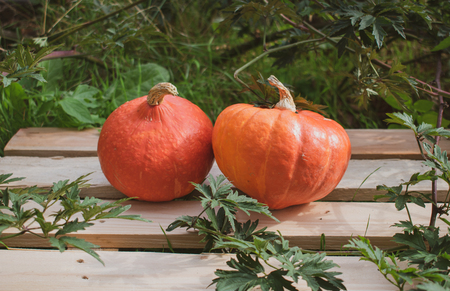 Squash gourd (Hokkaido squash) on wood in a bramble bush. Location: Germanyの写真素材