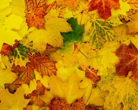 beautiful autumnal background of leaves in bright colorsの写真素材