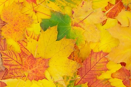Autumnal background of colorfully colored maple leaves.