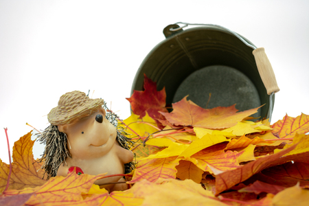 Cute hedgehog with straw hat stands in a pile of leavesの写真素材