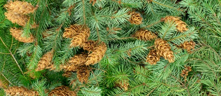 Christmas banner background made of fir branches and pine conesの写真素材