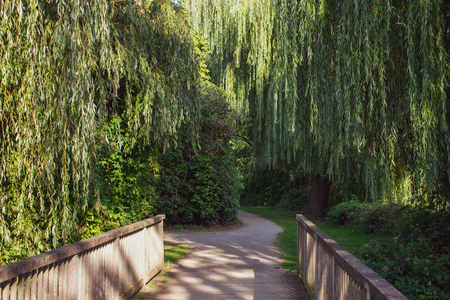 romantic wooden bridge with weeping willows. Location: Germany, North Rhine-Westphalia, Hoxfeldの写真素材