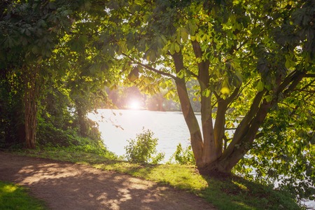 natural frame of trees with lens flare. Location: Germany, North Rhine-Westphalia, Hoxfeldの写真素材