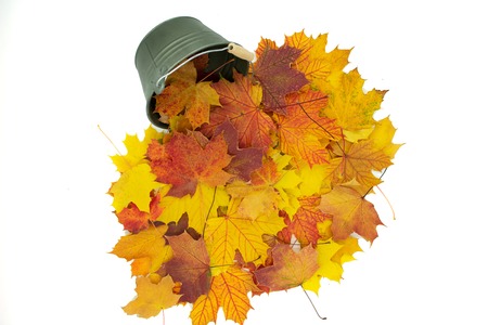 Bucket of autumn maple leaves.Isolated on whiteの写真素材