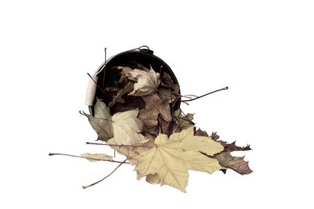Maple leaves fall from a bucketIsolated on whiteの写真素材