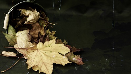 beautiful, abstract background image with maple leaves in a bucket, water and dark leavesIsolated on whiteの写真素材