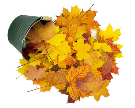 small bucket falling from the colorful, autumnal leaves.Isolated on whiteの写真素材
