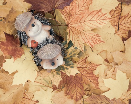 cute hedgehog couple in maple leaves.cute animal figures of hedgehogs sits in a pile of leaves. Studio Shotの写真素材